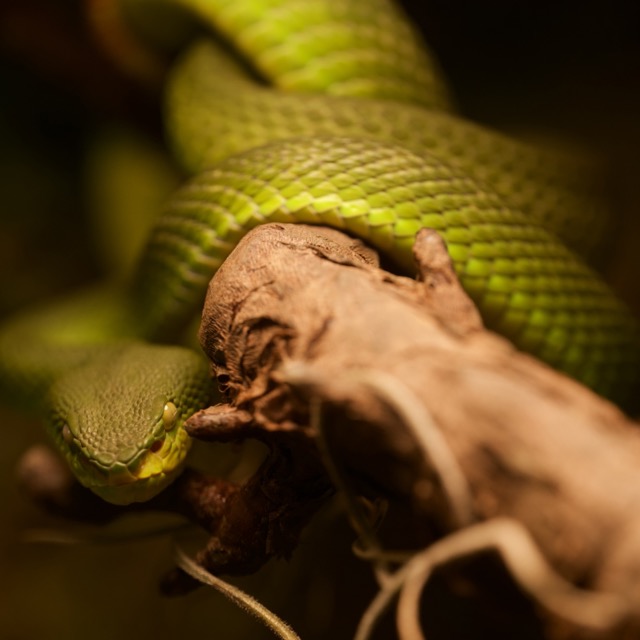 Emerald Coil